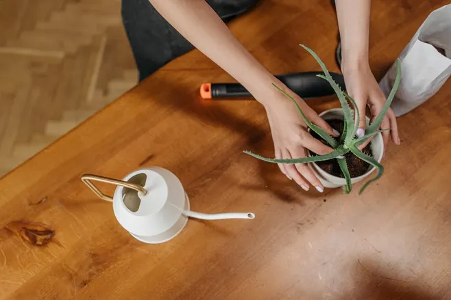 ¿Puedo cultivar aloe vera en interior?