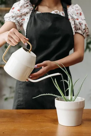 ¿Puedo trasladar mi planta de aloe vera a un lugar con luz artificial?