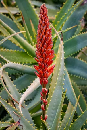 ¿Puedo usar aloe vera en mi cabello todos los días?