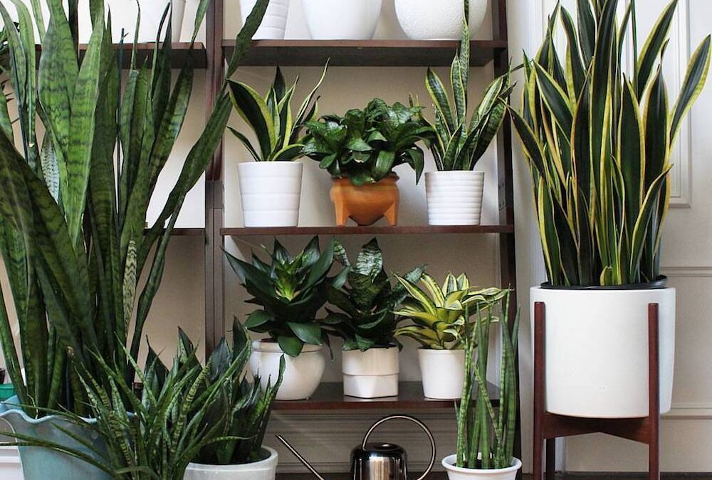 Aloe vera en tu habitación: la planta purificadora del aire