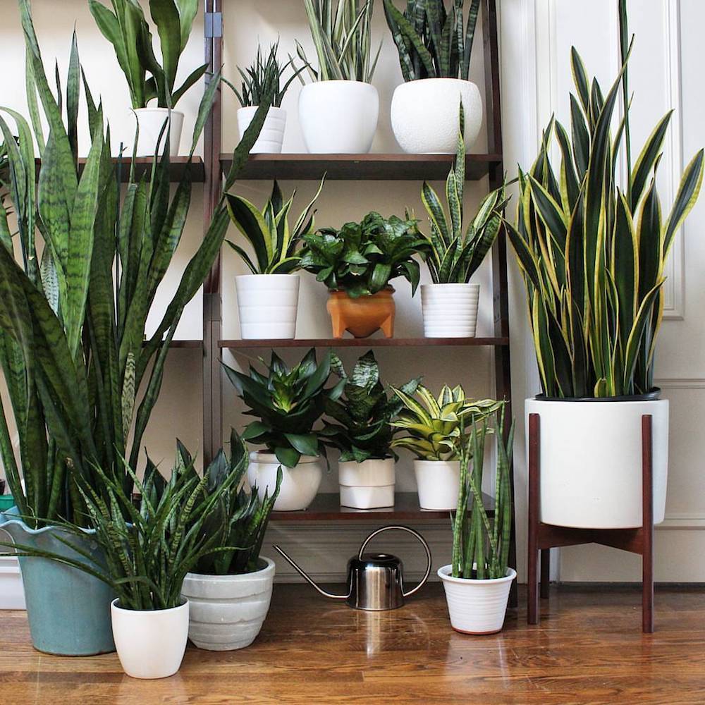purifica-el-aire-de-tu-hogar-con-aloe-vera