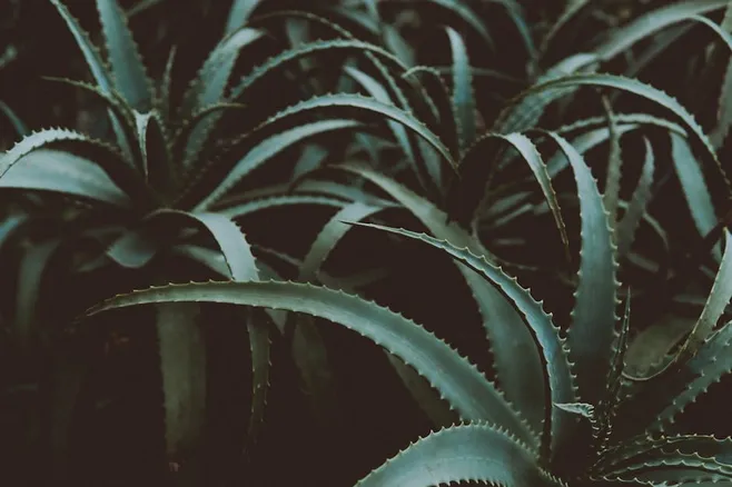 ¿Qué beneficios tiene el aloe vera para la salud?