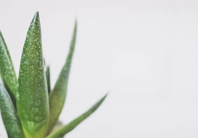 ¿Qué es el agua de aloe vera Jaloma?