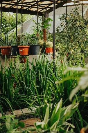 ¿Qué es el Aloe Vera?