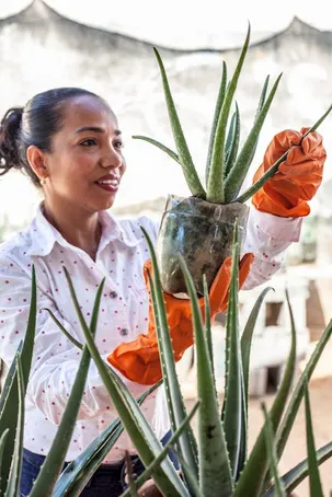 ¿Qué es un aloe vera hembra?