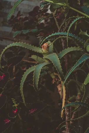 ¿Qué otros colores puede presentar el Aloe Vera?