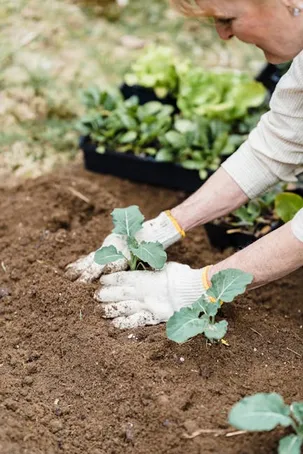 Replantación