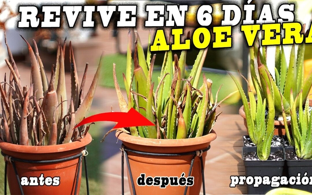 Revive tu planta de aloe vera con estos simples consejos