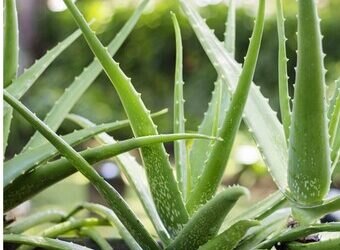 Siembra tu propio aloe vera: consigue semillas de calidad