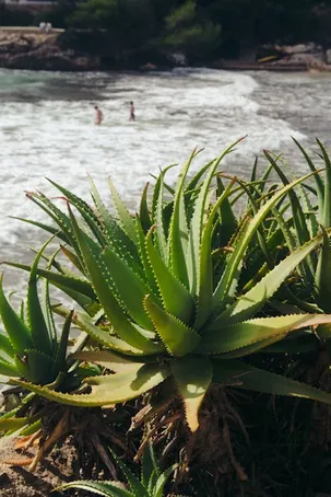 ¿Sol o sombra? Descubre dónde plantar el aloe vera