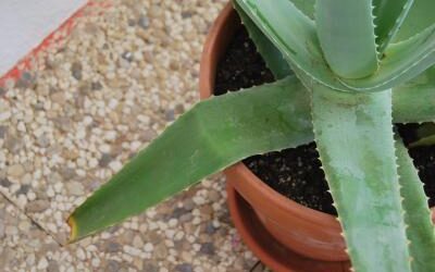 Solución para hojas dobladas de aloe vera