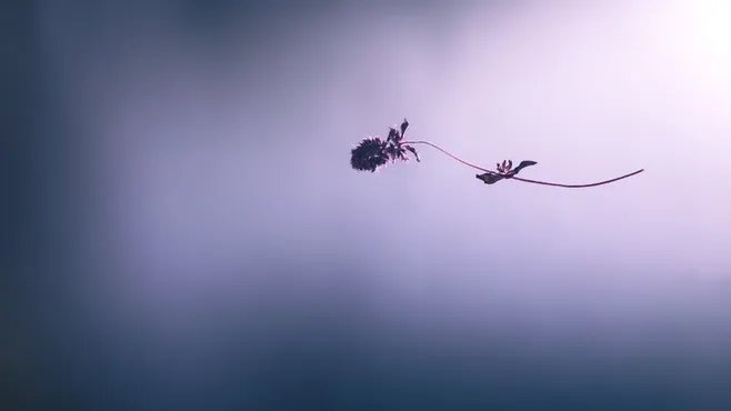 Traslada tu planta a un lugar con sombra parcial