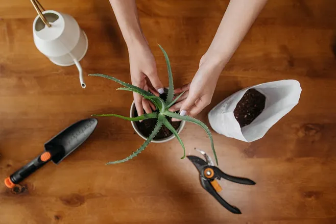 Trasplantando el aloe vera
